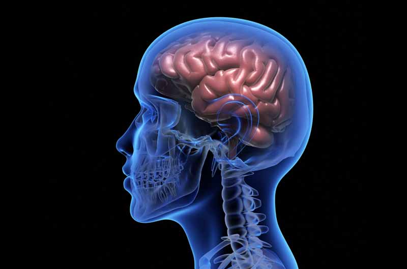 How the Brain Works With Playtime